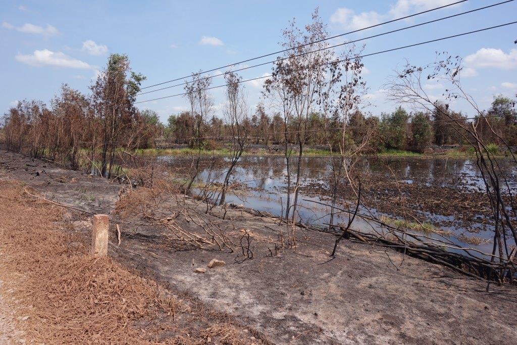 Dây điện sát rừng tràm (khá nguy hiểm khi có cháy) ảnh chụp khu thuộc xã Long Thành, huyện Thủ Thừa).
