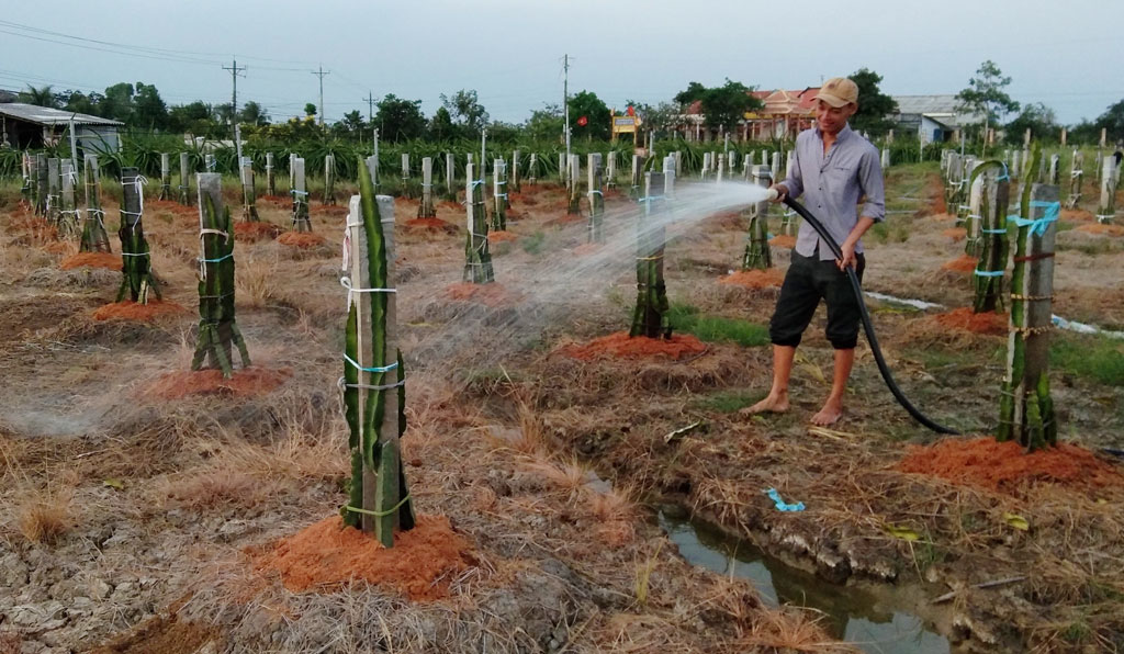 Cây thanh long dần “thế chân” cây lúa Người dân dần chuyển đổi đất lúa sang trồng thanh long