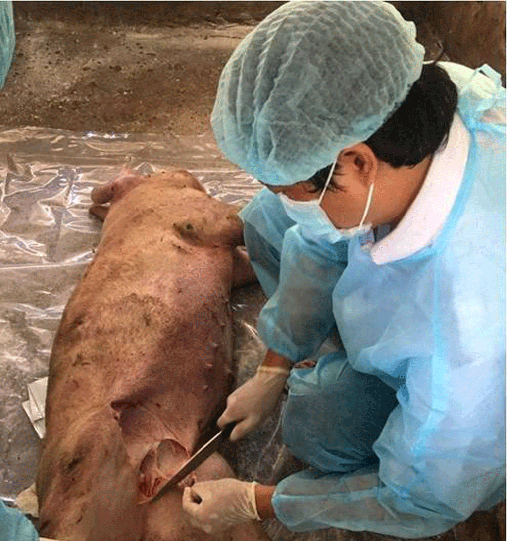 Dịch tả heo châu Phi lây nhiễm qua nhiều đường Dịch tả heo châu Phi lây qua nhiều đường khác nhau và heo nhiễm bệnh chết lên tới 100%