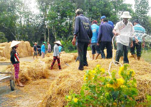 Rơm sau thu hoạch lúa được tận dụng để trồng nấm rơm. Ảnh: Ban QLDA VnSAT Long An