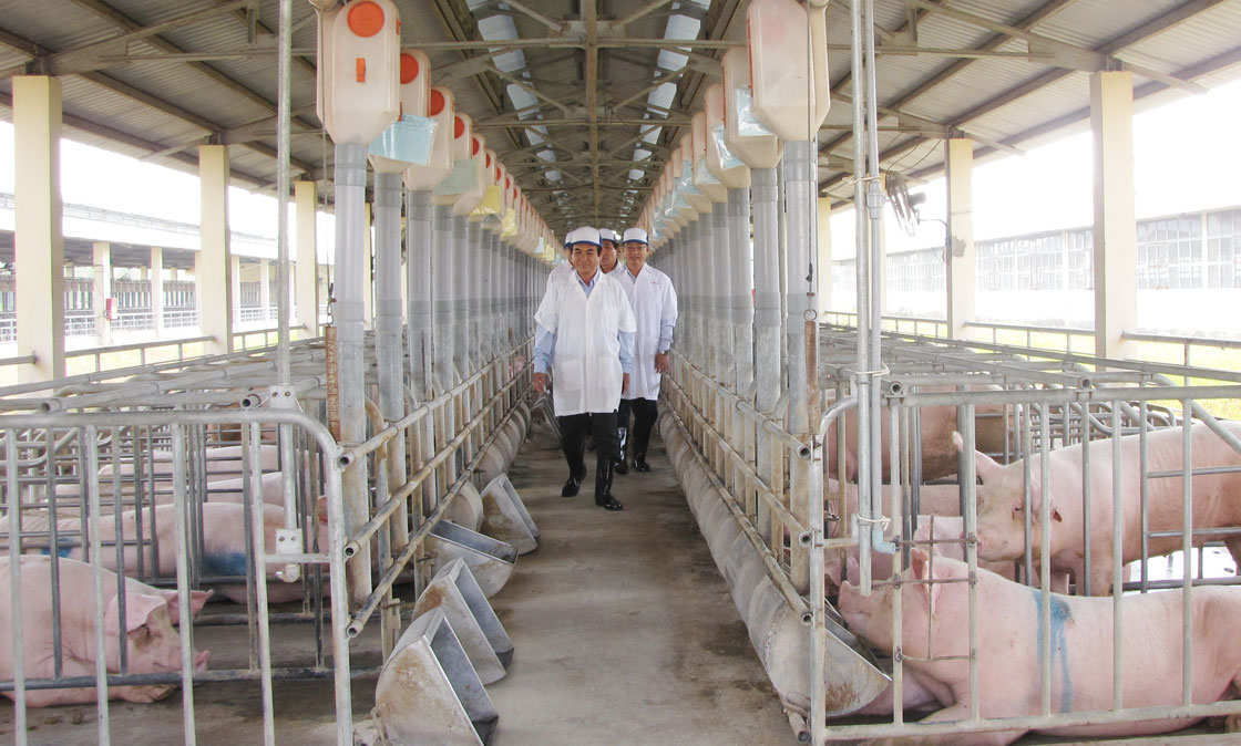 Chăn nuôi an toàn sinh học để bảo vệ đàn heo Chăn nuôi an toàn sinh học là cách để bảo vệ đàn heo