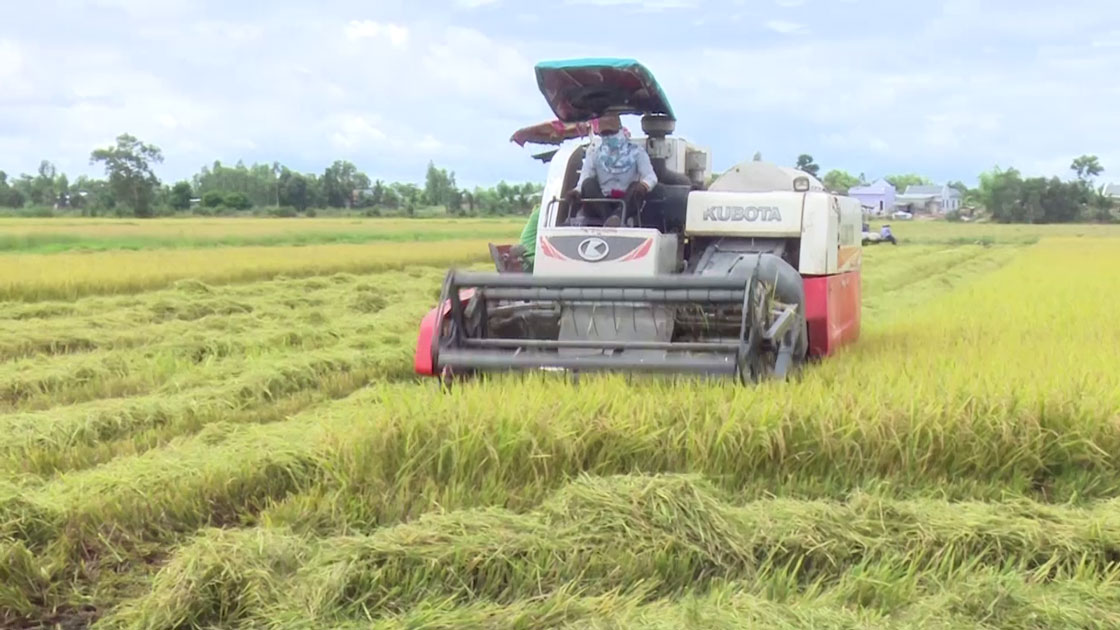 Thu hoạch lúa Hè Thu 2019