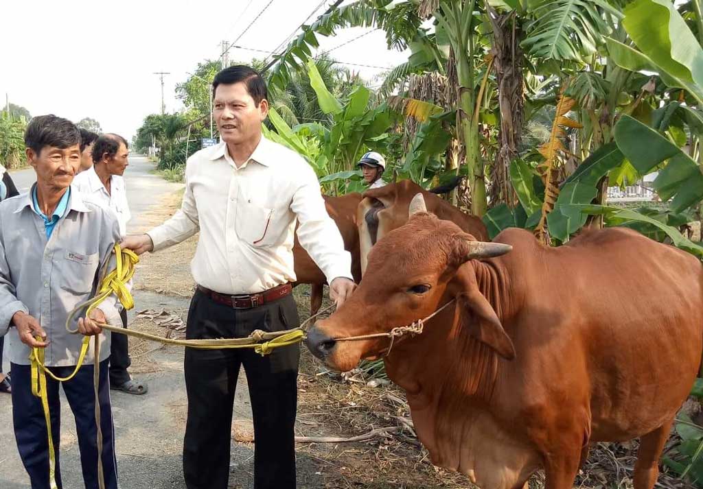 Tân trụ: Hiệu quả từ Chương trình Hỗ trợ bò giống sinh sản cho hộ nghèo
