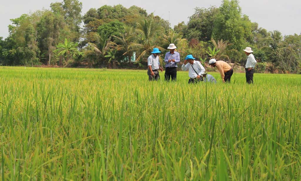 nông dân cần thường xuyên thăm đồng để đề phòng sâu, bệnh