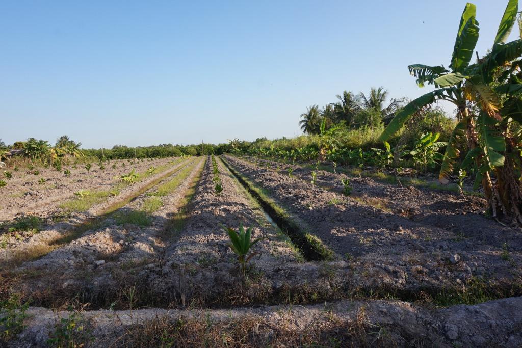 Mạnh dạn vay vốn chuyển qua trồng loại cây khác.