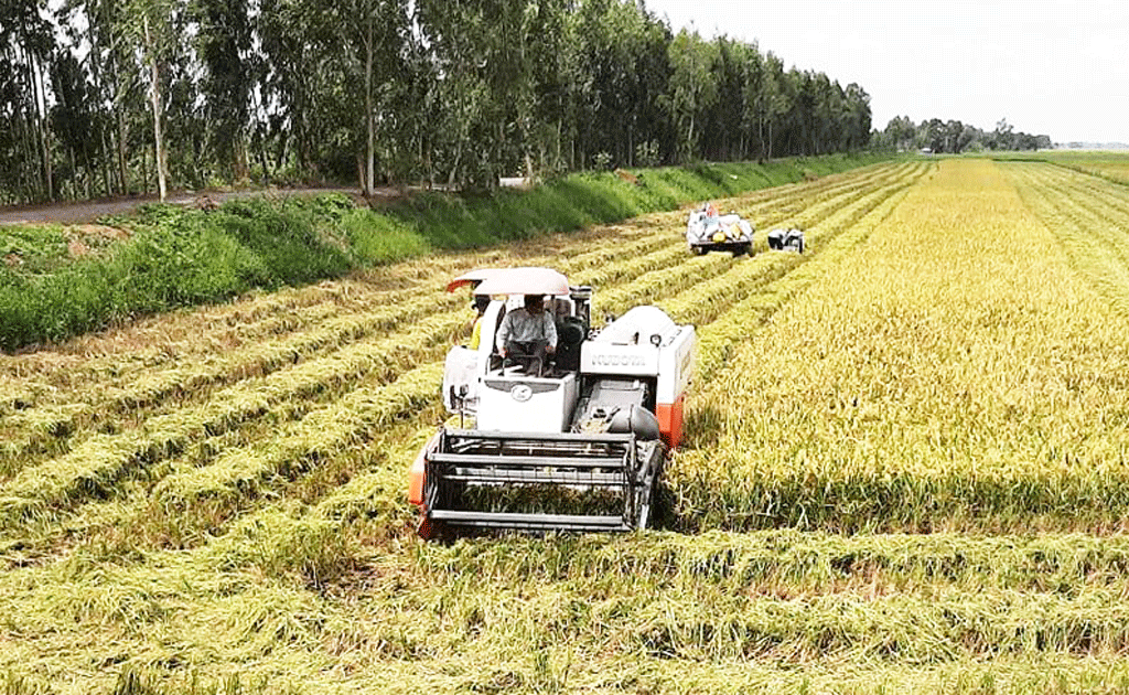 Đến nay, thị xã Kiến tường có 3.350ha lúa đang ứng dụng công nghệ cao