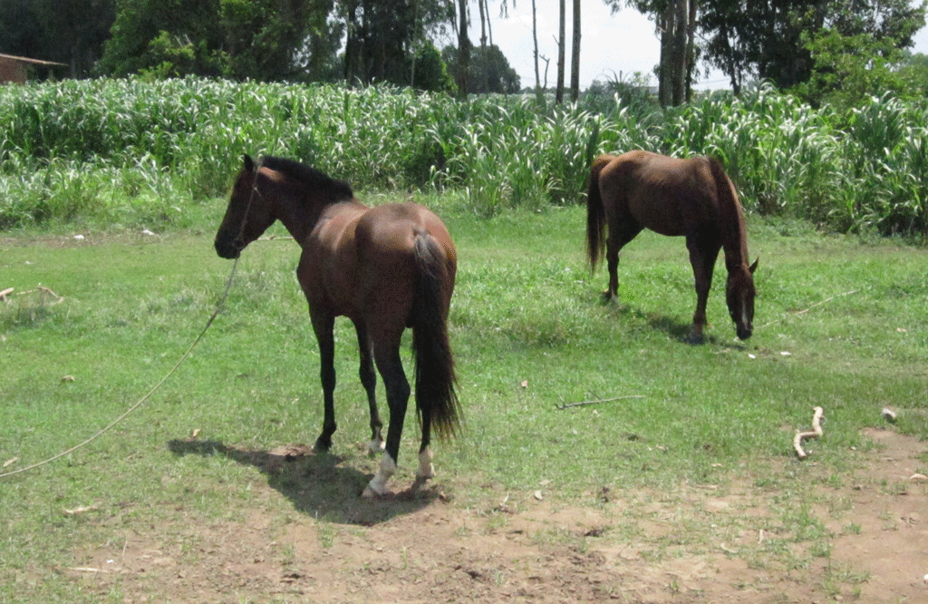 Lại thấy ngựa trên đồng cỏ ở Đức Hòa