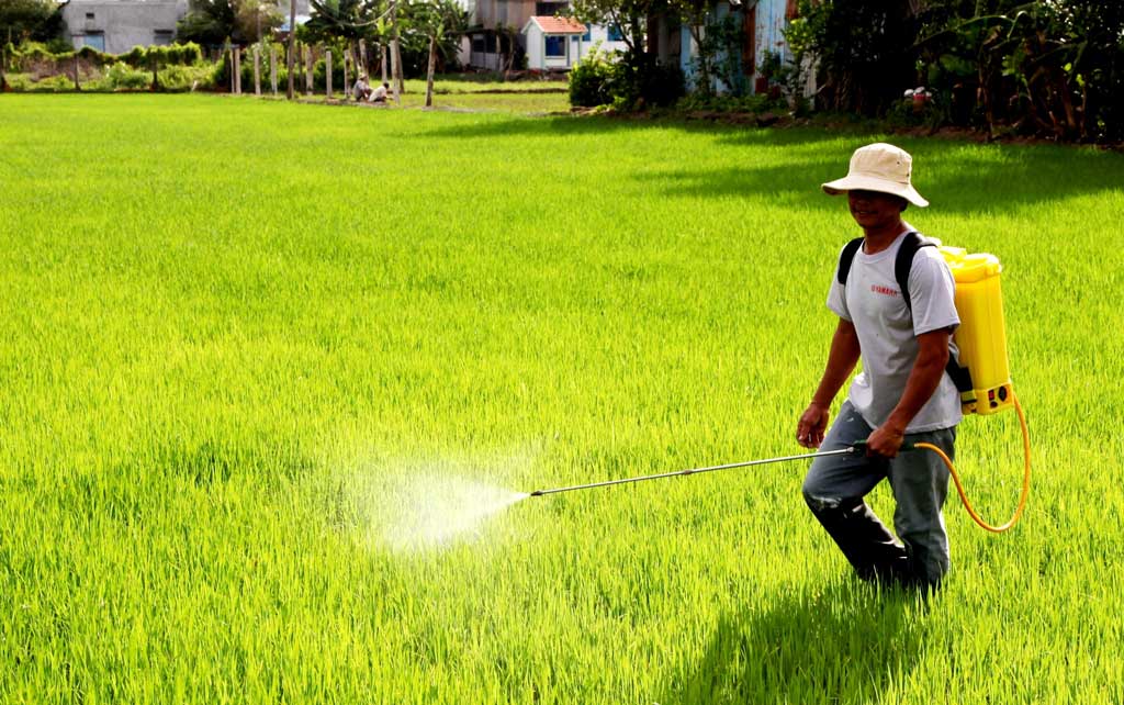 Nông dân chủ động chăm sóc lúa Thu Đông