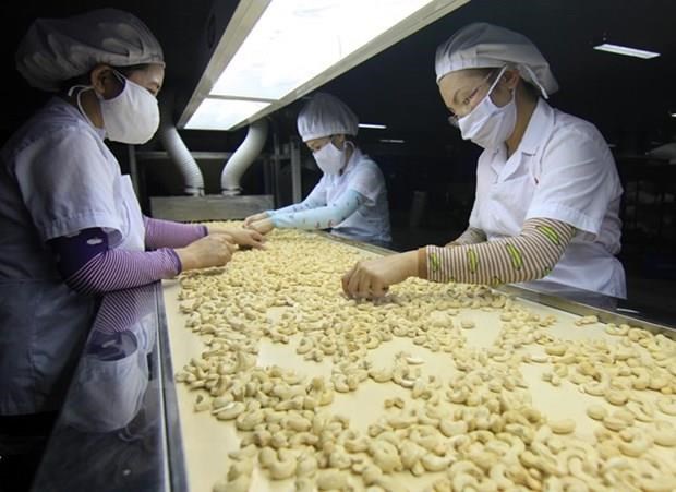 Vietnam’s cashew export to China strongly rises Illustrative image (Source: VNA)