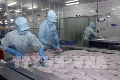 Many listed tra fish (pangasius) businesses reported a surge in profits in the second quarter of 2019, partially thanks to share sales and export growth (Illustrative photo: VNA)  