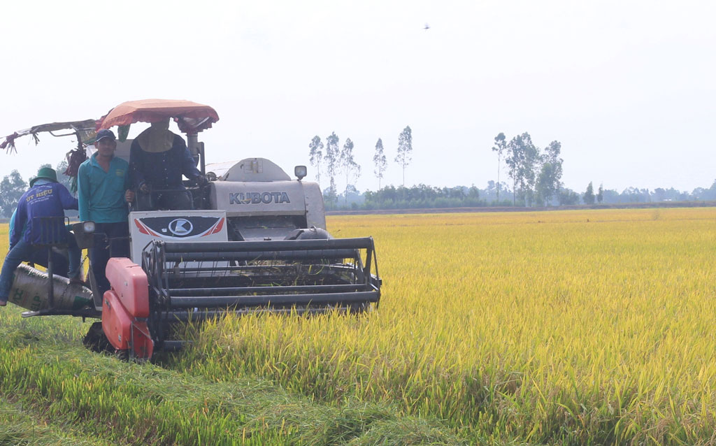 Nông dân thu hoạch lúa Hè Thu