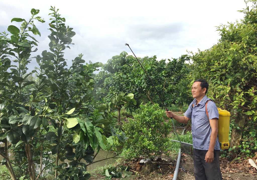 Việc chuyển đổi cây trồng trên địa bàn xã Tân Phước Tây bước đầu đem lại hiệu quả
