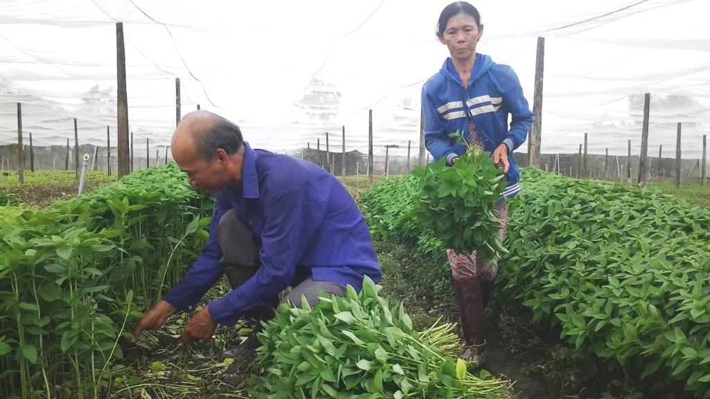 Để phát triển vùng rau UDCNC rất cầ có hạ tầng giao thông hoàn chỉnh.