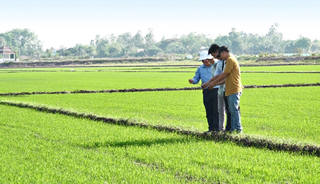 Nông dân xã Hưng Thạnh, huyện Tân Hưng thăm đồng lúa phát triển tốt sau hơn 10 ngày gieo sạ