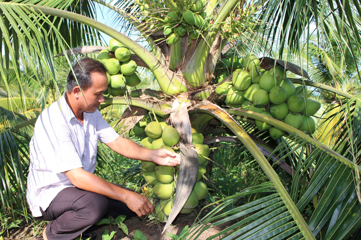 Hưng Thạnh khởi sắc sau 30 năm thành lập Người dân xã Hưng Thạnh mạnh dạn chuyển đổi cây trồng