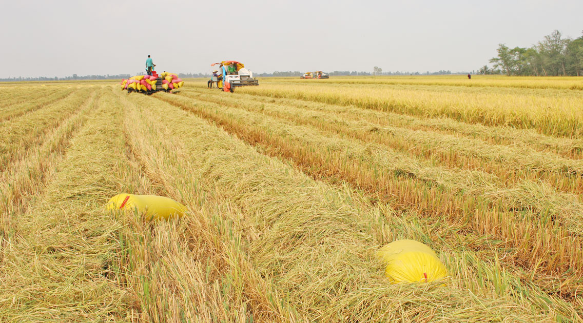 Sản lượng lúa hàng năm trên 32.000 tấn