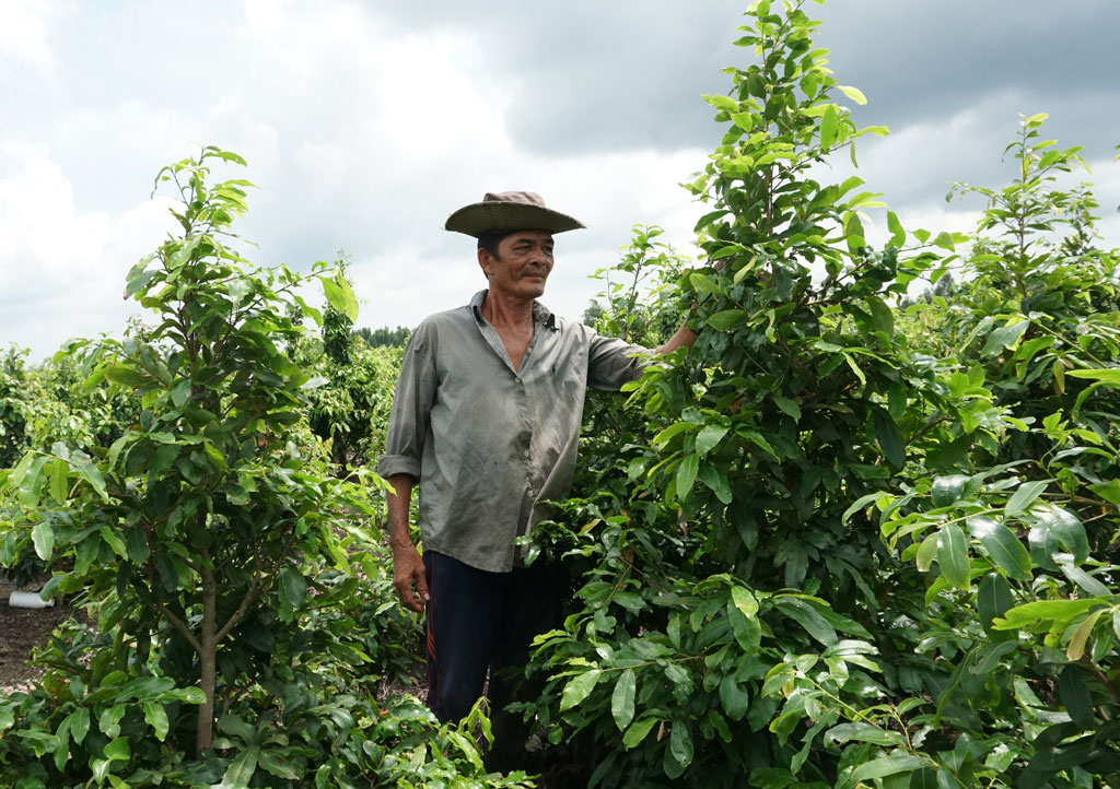 Ông Lương Văn Nhỏ bên vườn mai của gia đình