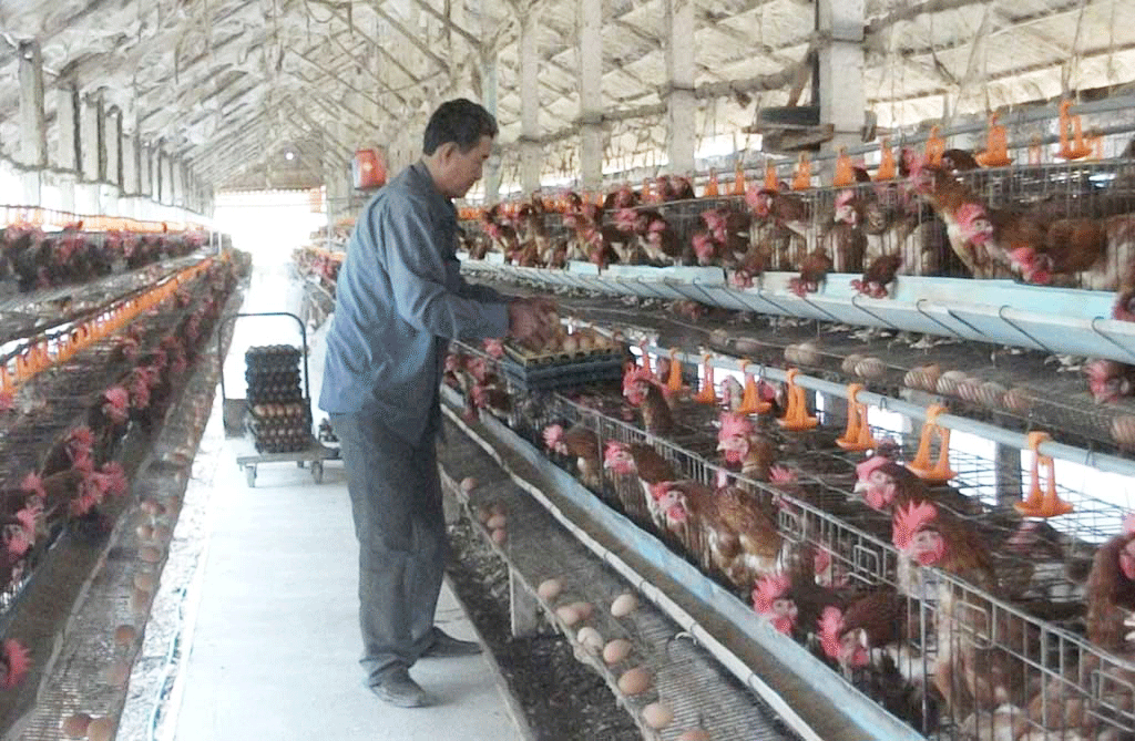 Phát huy tốt vai trò là tổ chức liên minh chính trị, liên hiệp tự nguyện Phong trào “Nông dân thi đua sản xuất, kinh doanh giỏi” có tác động tích cực, góp phần phát triển kinh tế - xã hội (Trong ảnh: Nông dân xã Thuận Thành, huyện Cần Giuộc nuôi gà đạt hiệu quả kinh tế)