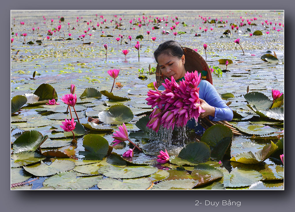 Water Lily Flowers in harvest season Together with aquatic resources, water lily flowers help people improve their lives in the flood season