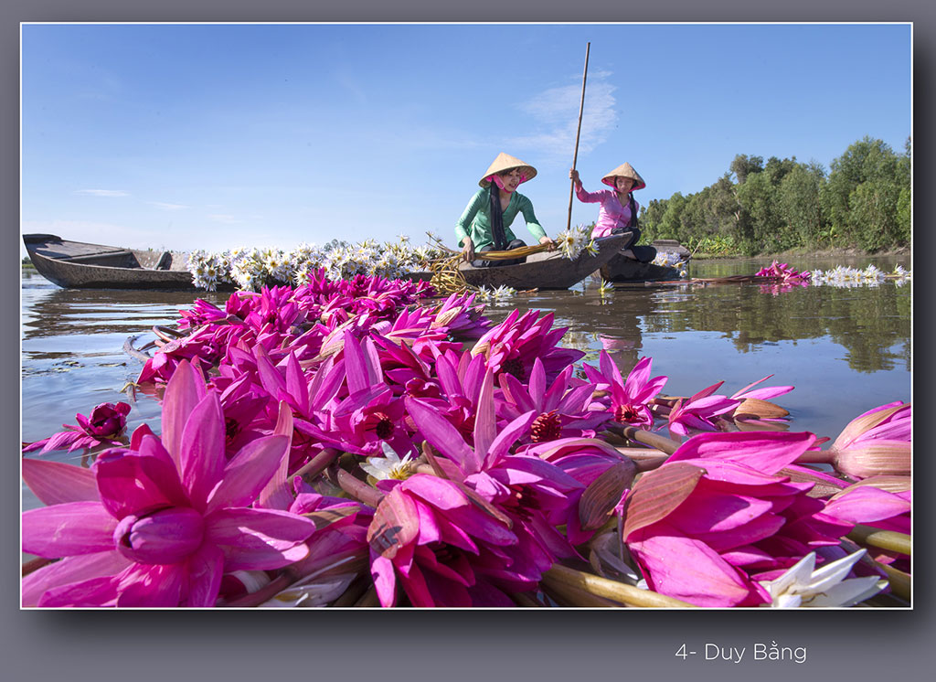 Water Lily Flowers in harvest season Wild purple and pure white in the girls’ hands ...
