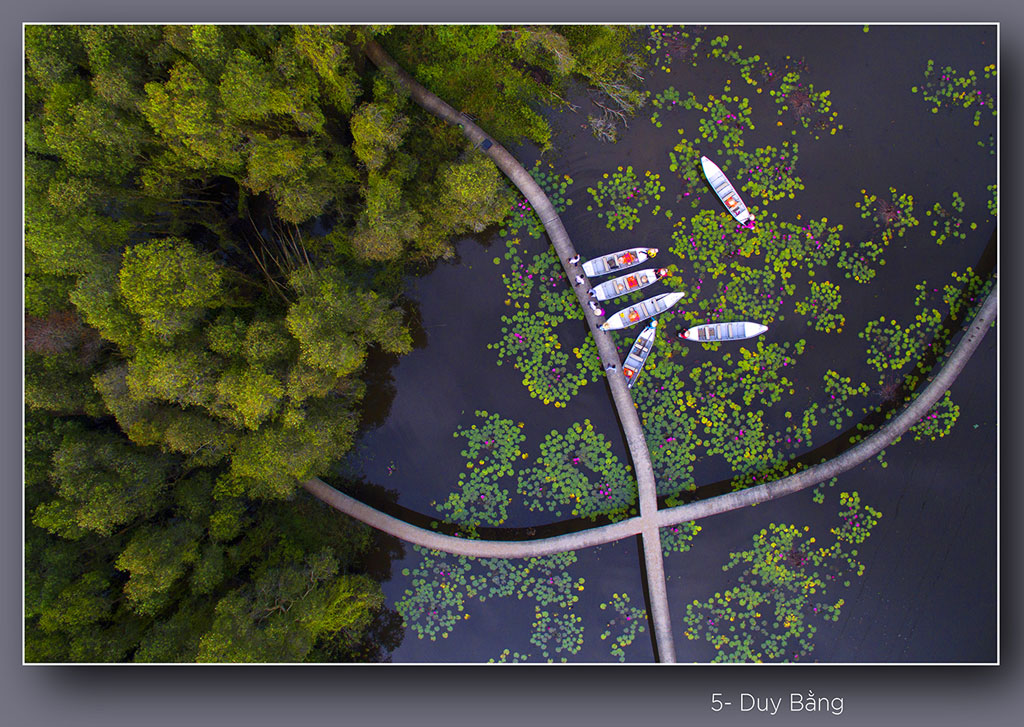 Water Lily Flowers in harvest season ... water lily flowers create simple romantic beauty with countryside love and attract the near-and-far tourists