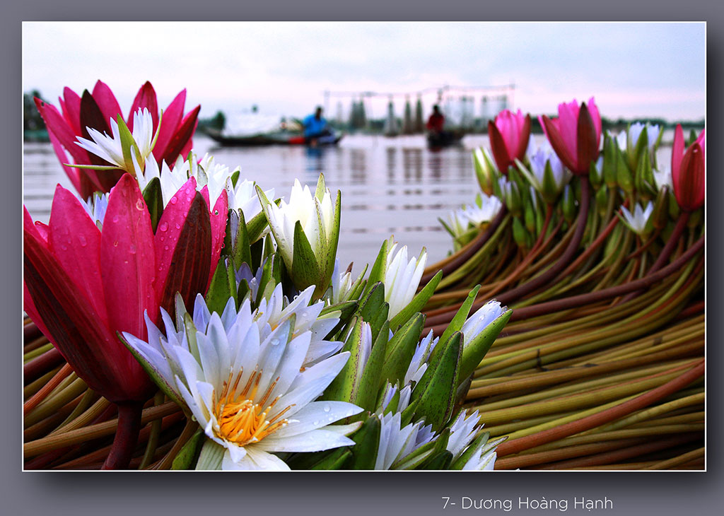 Water Lily Flowers in harvest season Water lily flowers is an indispensable vegetable in a pot of sour fish soup or a fragrant “mam kho” hot-pot reminding us of the time that our forefathers first cultivated the land