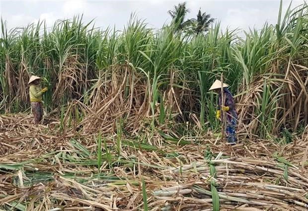 High-tech farming significant to improve sugarcane quality, productivity Farmers harvest sugarcane in the southern region (Photo: VNA)