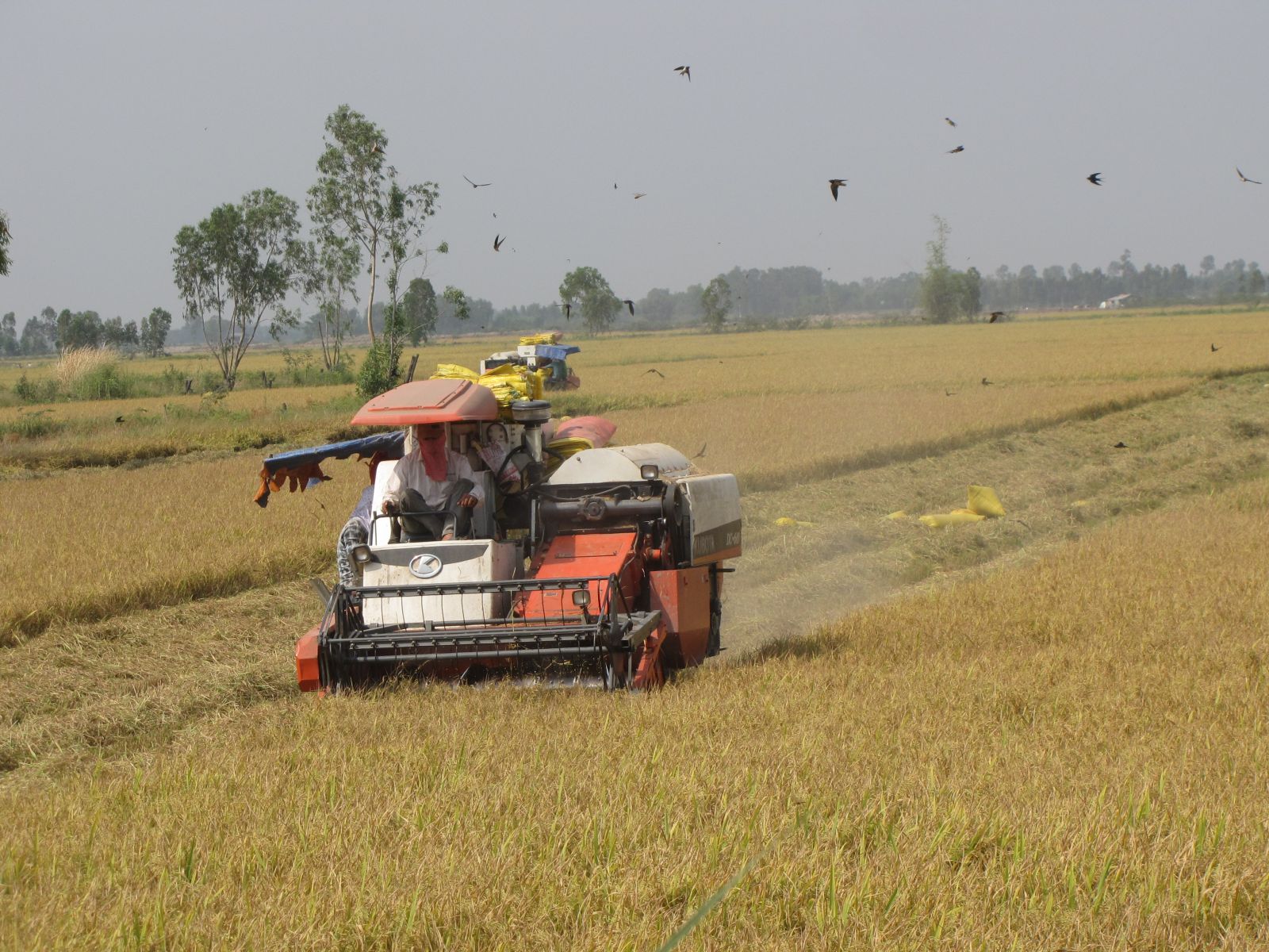 Long An: Vụ lúa hè thu 2019, doanh nghiệp chỉ mua hơn nửa diện tích cánh đồng lớn