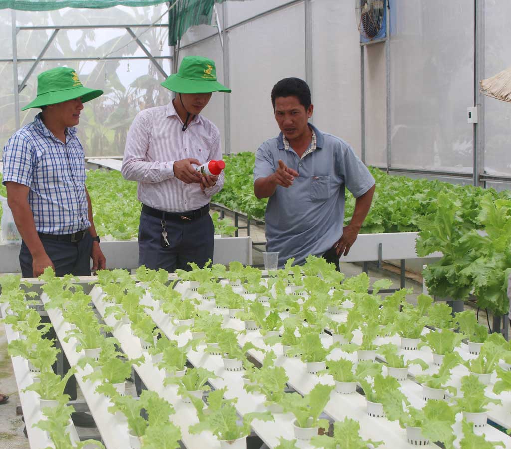 Sản xuất sạch để tạo ra sản phẩm an toàn Nông dân sản xuất sạch để đáp ứng nhu cầu thị trường