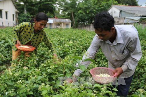 Jasmine planting helps Khmer people in Tra Vinh province escape poverty. (Photo: VNA)