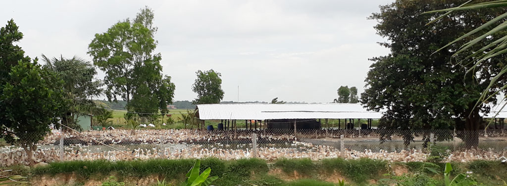 Trang trại nuôi vịt của ông Nguyễn Đình Chi gây ô nhiễm môi trường, ảnh hưởng đến đời sống, sức khỏe người dân