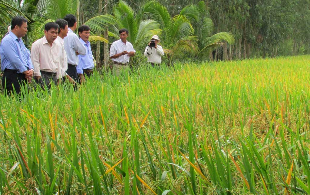 Nông dân phấn khởi tham gia vùng lúa chất lượng cao