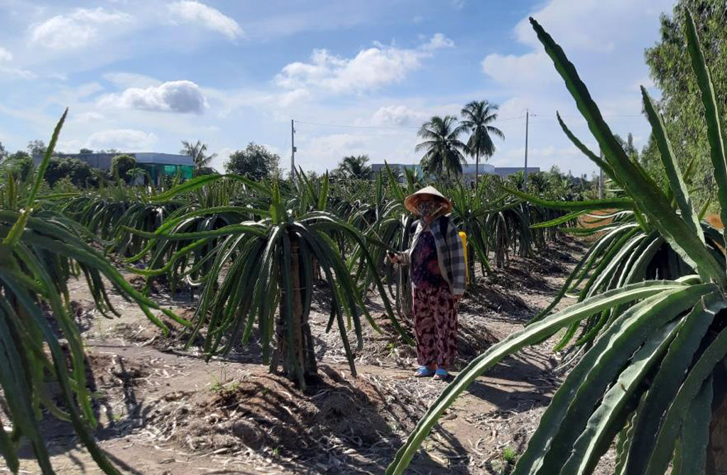 Khá nhiều nông dân chuyển đổi từ trồng mía sang trồng thanh long ruột đỏ. Trong ảnh nông dân đang chăm sóc vườn thanh long 300 gốc.