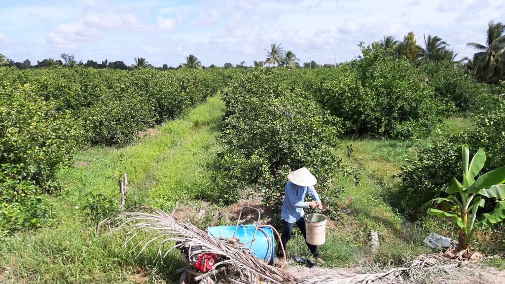 Nông dân chăm sóc chanh không hạt.