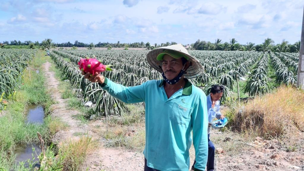 Nông dân trồng thanh long khoe sản phẩm đầu tay.