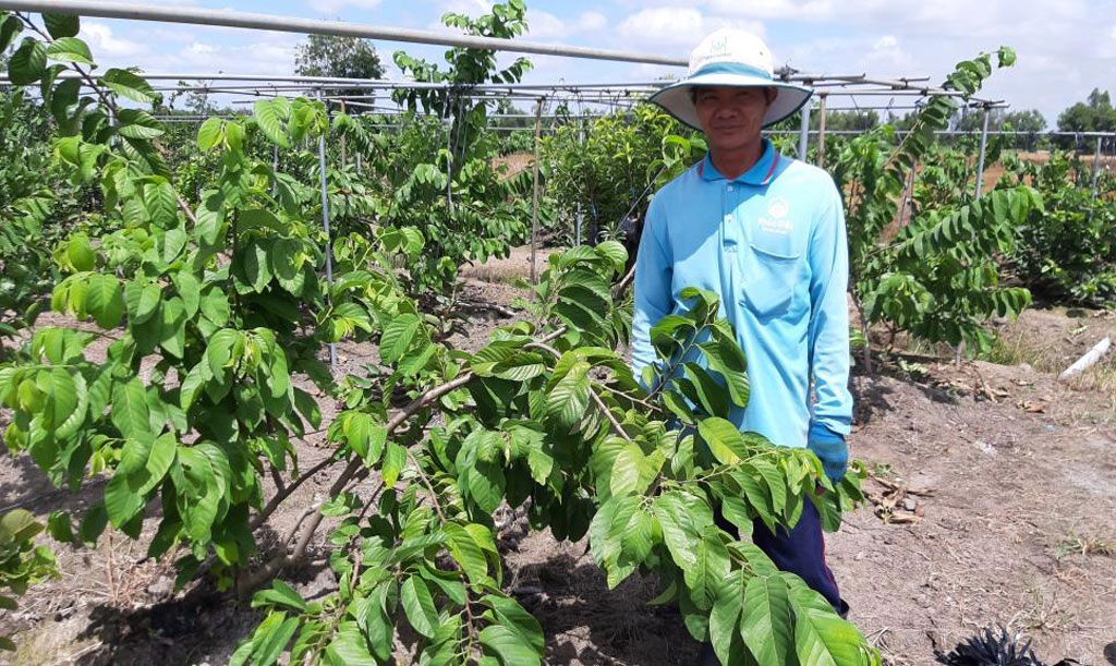 Nhân giống na Thái tại vườn cây giống của ông Lê Văn Thảo ấp 3, xã Tân Thành. Diện tích cây chanh toàn xã Tân Thành 635ha. Nông dân đang chăm sóc vườn chanh không hạt cặp kênh T2.