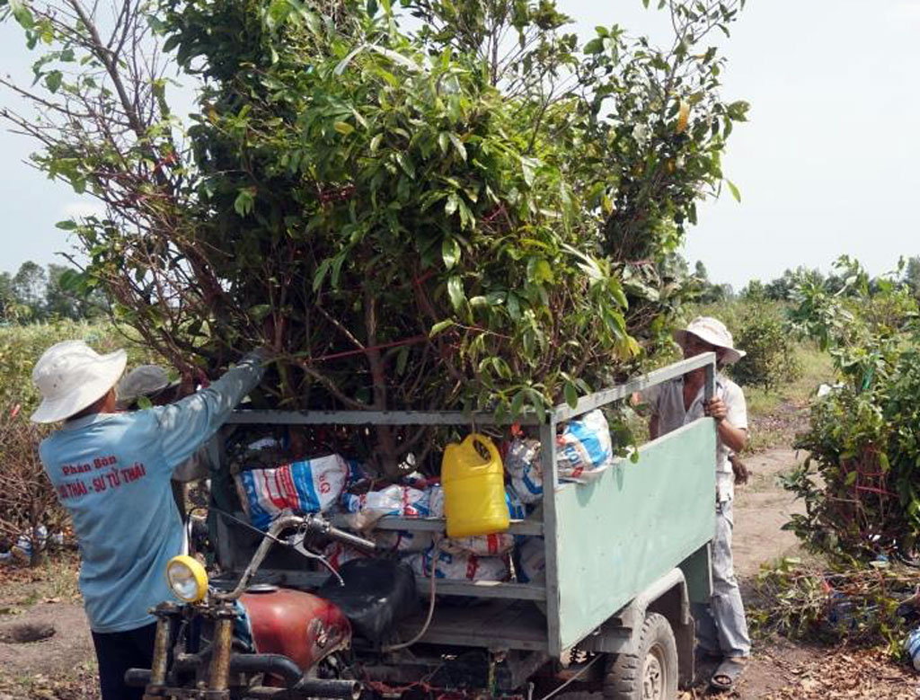 Diện tích mai vàng chuyên canh đạt 80ha, dự kiến sẽ tăng lên trong thời gian tới. Trong ảnh thương lái thu mua mai tại nhà ông Năm Nhỏ ấp 4, xã Tân Thành.