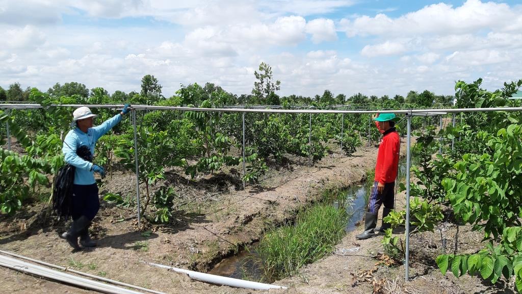 Cây na Thái - Hướng mới trong chuyển dịch cơ cấu cây trồng xã Tân Thành Vườn ươm giống na Thái và các loại cây ăn trái có giá trị cao của ông Thảo.