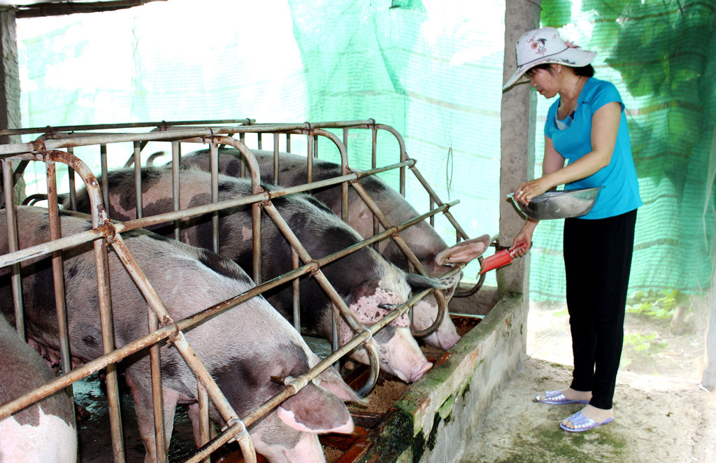 Chị Võ Thị Bần chăm sóc đàn heo