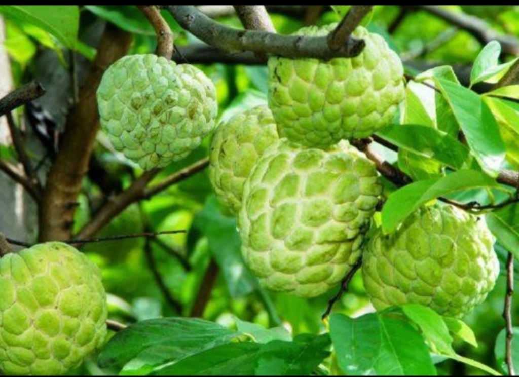 Cây na Thái - Hướng mới trong chuyển dịch cơ cấu cây trồng xã Tân Thành Trái na Thái được thị trường ưa chuộng vì ít hạt