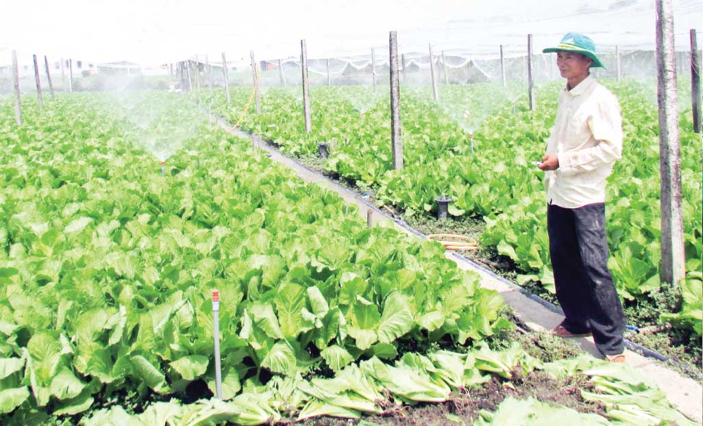 Việc hình thành các hợp tác xã sản xuất rau an toàn tại huyện Cần Đước và Cần Giuộc giúp người trồng rau ổn định đầu ra cho sản phẩm và nâng cao thu nhập