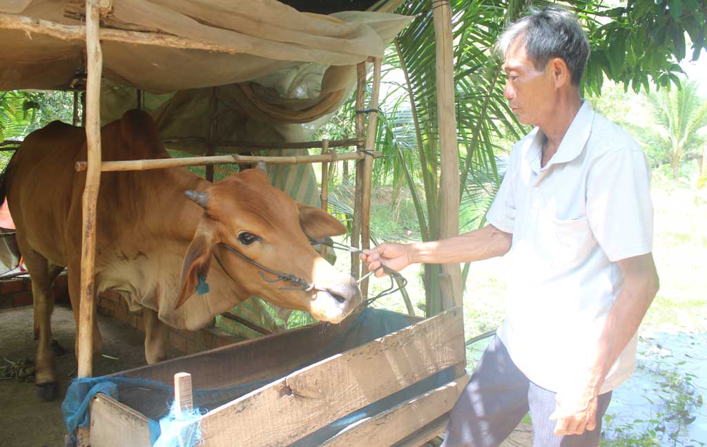 Năm 2019, huyện Tân Hưng được nguyên Chủ tịch nước - Trương Tấn Sang vận động trao tặng 356 con bò giống cho người nghèo