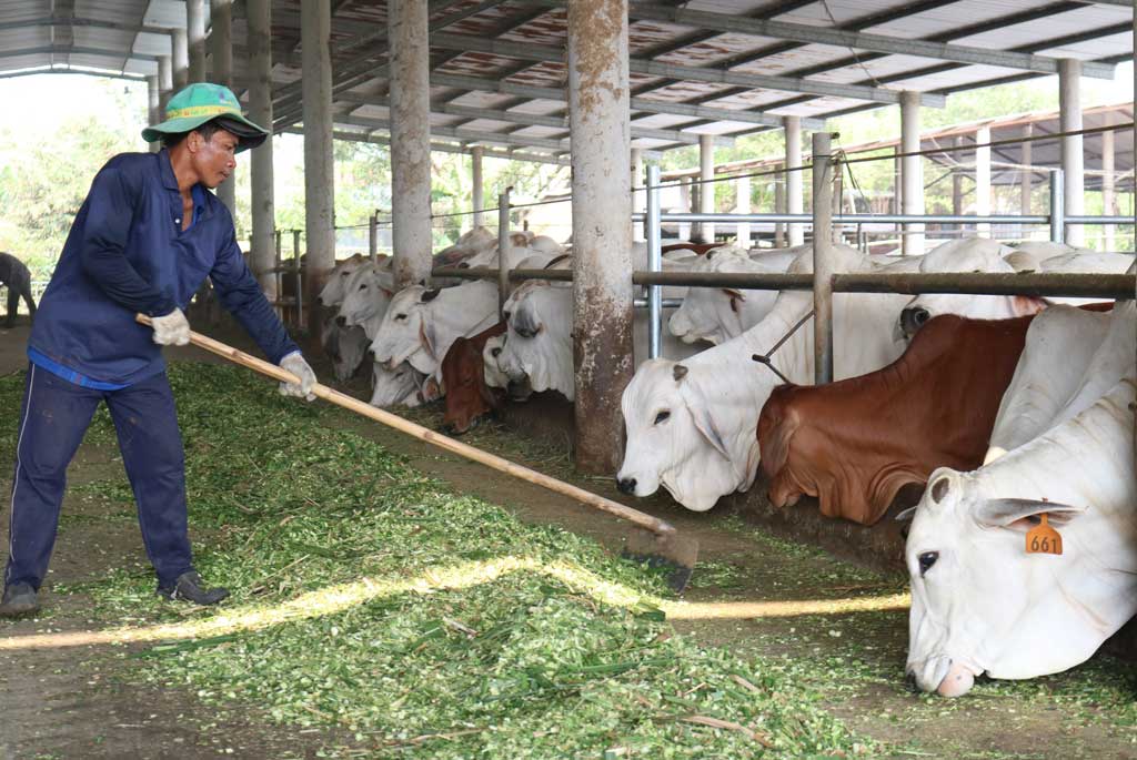 Người chăn nuôi bò thịt ứng dụng công nghệ cao cần Nhà nước hỗ trợ, tạo điều kiện nhiều hơn