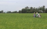 Hưởng lợi kép nhờ trồng lúa theo quy trình VietGAP