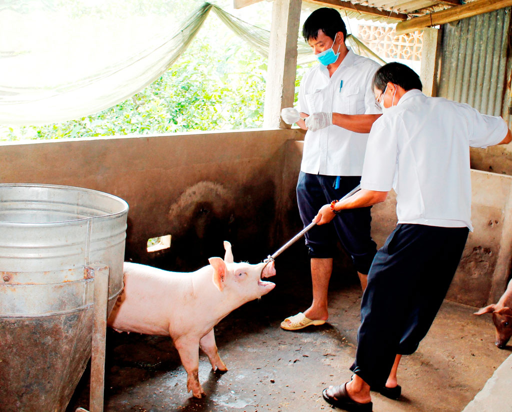 Người chăn nuôi chủ động phòng, chống dịch bệnh cho đàn vật nuôi