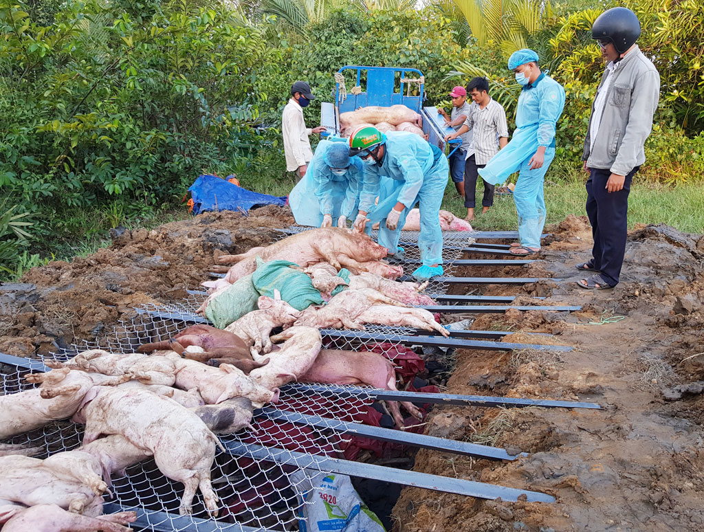 Long An tiêu hủy hơn 28.485 con heo nhiễm dịch tả heo châu Phi