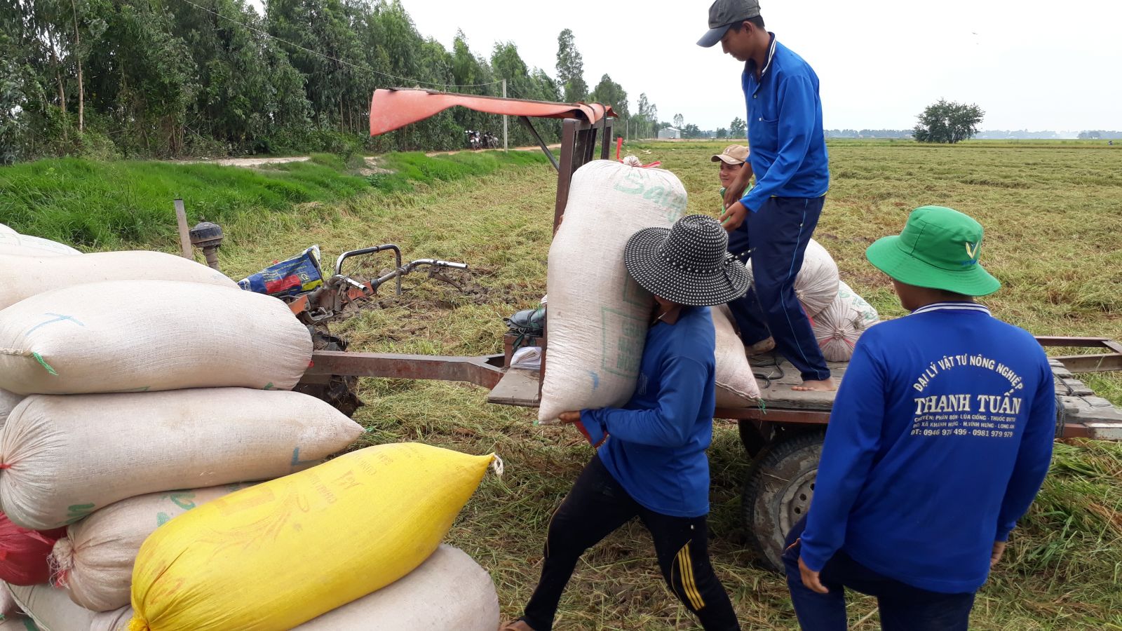 Vĩnh Hưng: Năm 2019, sản lượng lúa đạt gần 345.000 tấn