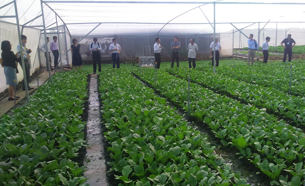 Người tiêu dùng ưa chuộng nông sản sạch Nhu cầu sử dụng rau an toàn của người tiêu dùng rất lớn