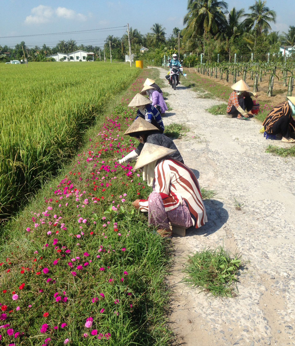 Bình Trinh Đông: Hướng đến xã nông thôn mới nâng cao Người dân trồng hoa tạo cảnh quan trên các tuyến đường