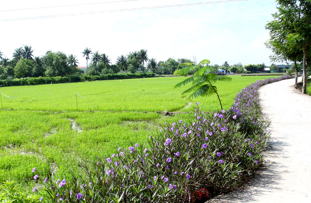 Những tuyến đường rực rỡ sắc hoa ở xã Phước Vân